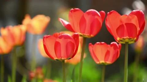 Red tulips sway in the wind. Spring background for video. Stock Footage 194440136