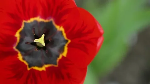 Red tulips sway in the wind. Spring background for video. Stock Footage 194444476