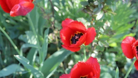 Red tulips sway in the wind, top view Stock Footage 113098300