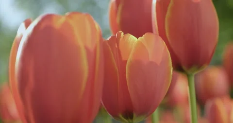 Red tulips swayed by the wind Stock Footage 240232157