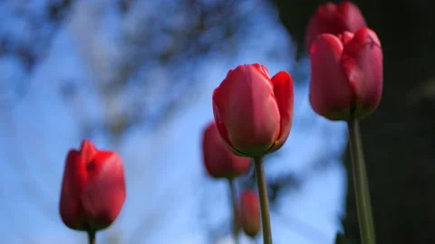 Red Tulips swaying in the breeze under a tree in an English garden Stock Footage 152304175