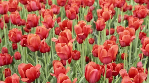 Red tulips swaying in the wind Stock Footage 39583811