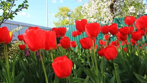 Red tulips swaying in the wind Stock Footage 89666923