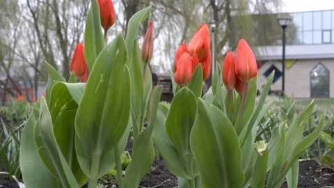 Red tulips swing in the wind on a flower bed in a city Park. Tulip buds are clos 스톡 동영상 124473086