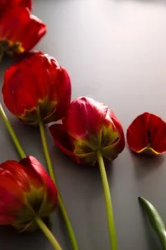Red Tulips on table. Spring Easter flowers. Stock Photos