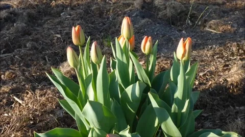 Red tulips in a timelapse Stock Footage 58326166