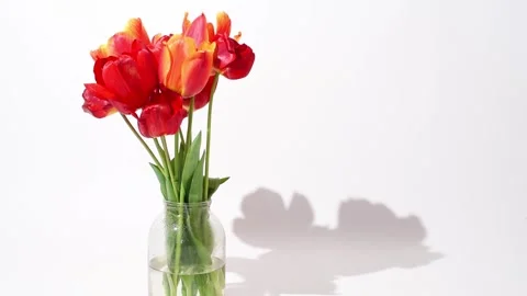 Red tulips in a vase on white background, spring flowers .  Floral still life. H Stock Footage 241585886