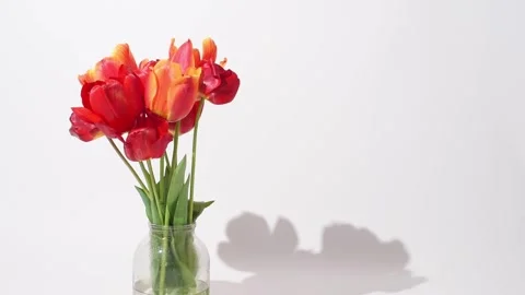 Red tulips in a vase on white background, spring flowers . Floral still life. Ho Stock Footage 242490633