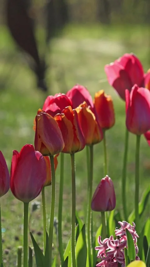 Red Tulips vertical w soft focus background Stock Footage 262393881