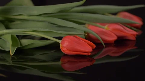 Red Tulips View on Black Table. Flowers 스톡 동영상 129204753
