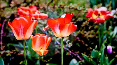Red tulips in warm light spring day Stock Photos