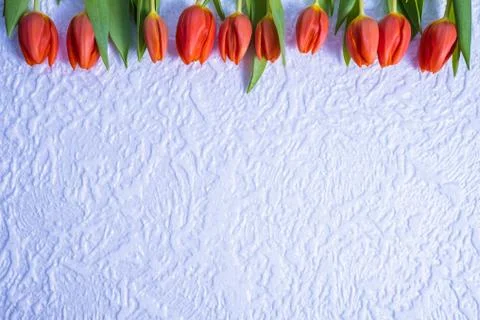 Red tulips on a white background. Stock Photos
