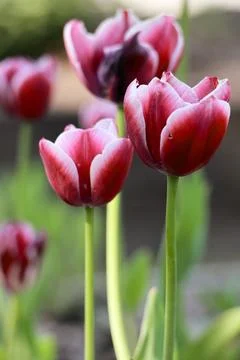 Red tulips with white edges in a spring garden, close up Stock Photos