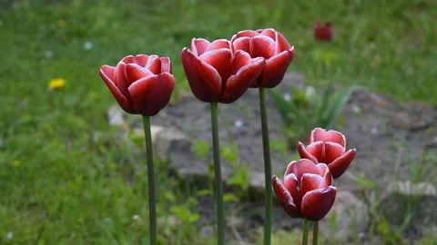 Red tulips with white edging Stock Footage 138939562
