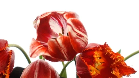 Red tulips on white Stock Footage 107889468