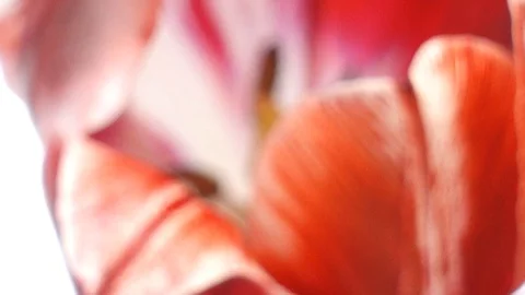 Red tulips on white Video stock 107889595