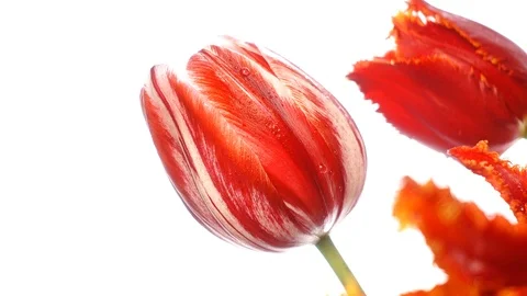 Red tulips on white Video stock 107889742