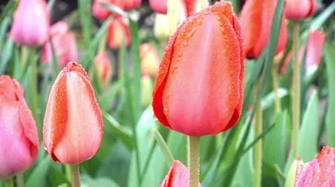 Red tulips in the wind on a flower bed close-up. Stock-Footage 88268218