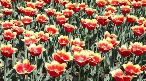 Red tulips in the wind Video stock 38314221