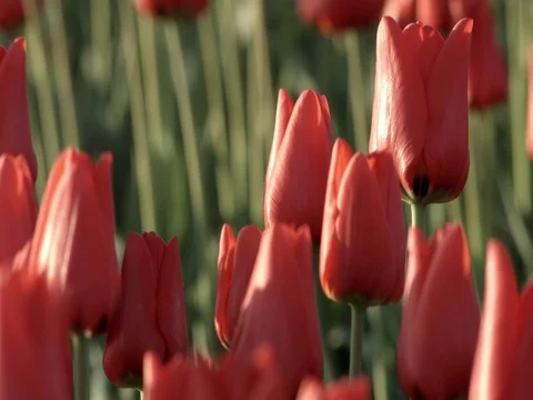 Red tulips in the wind Stock Footage 74551663