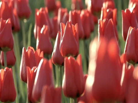 Red Tulips In the Wind Stock Footage 74551695