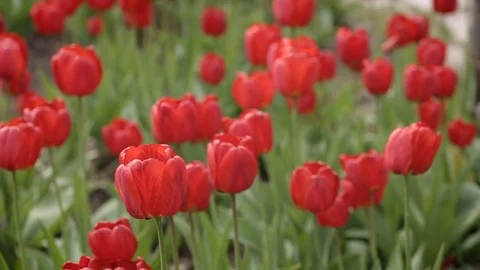 Red Tulips on the wind in the garden Video stock 82779457