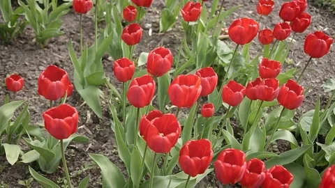 Red Tulips on the wind in the garden Video stock 82779560