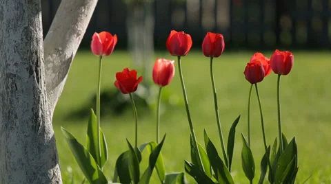 Red tulips on the wind. Grass background Video stock 38145739
