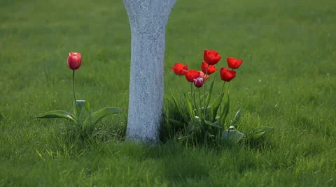 Red tulips in the wind on green background. Isolated Stock Footage 38146441