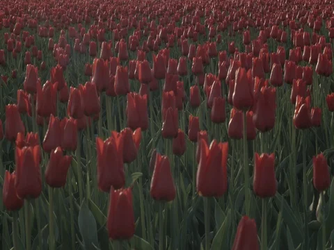 Red Tulips in the wind III Stock Footage 74551668