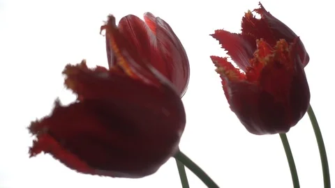 Red tulips at wind in slow motion Stock Footage 107889504
