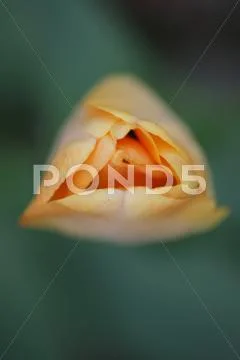 Red tulips with yellow edges on dark background Stock Photos