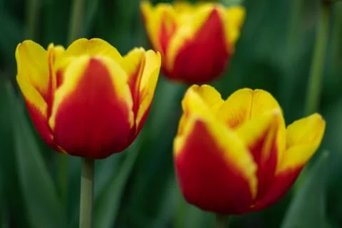 Red tulips with yellow pattern bloom on a Sunny day in the Park on a backgrou Stock Photos