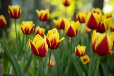 Red tulips with yellow pattern bloom on a Sunny day in the Park on a backgrou Foto stock