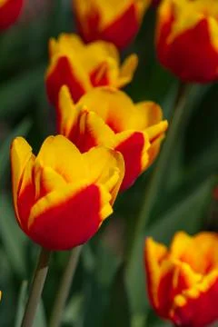 Red tulips with yellow pattern bloom on a Sunny day in the Park on a backgrou Stock Photos