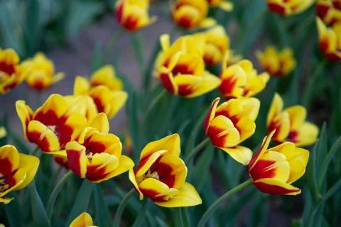 Red tulips with yellow pattern bloom on a Sunny day in the Park on a backgrou Stock Photos