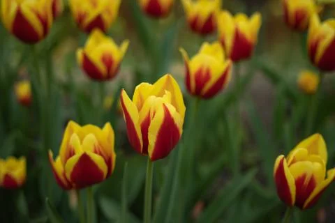 Red tulips with yellow pattern bloom on a Sunny day in the Park on a backgrou Stock Photos