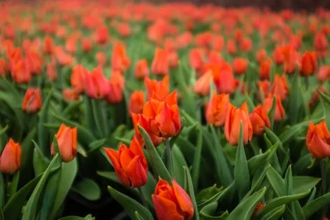Red tulips,backgrounds Stock Photos