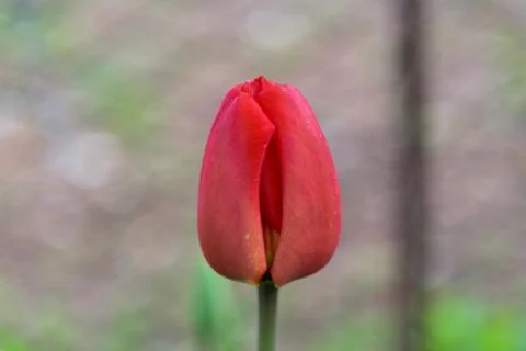 Red tuliup close up Stock Photos