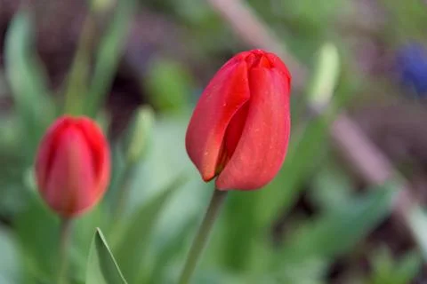 Red tuliups close up Stock Photos