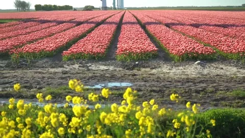 Red tullip field - pan shot Video stock 128712456