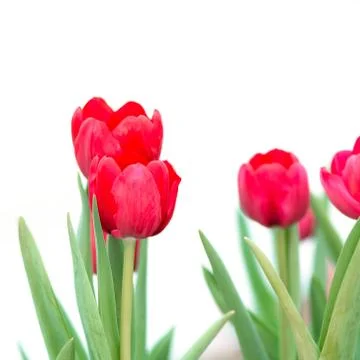 Red tutip Stock Photos