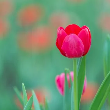 Red tutip Stock Photos