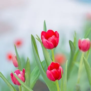 Red tutip Stock Photos