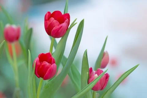 Red tutip Stock Photos