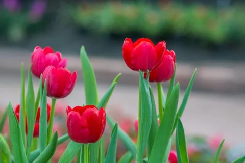 Red tutip Stock Photos