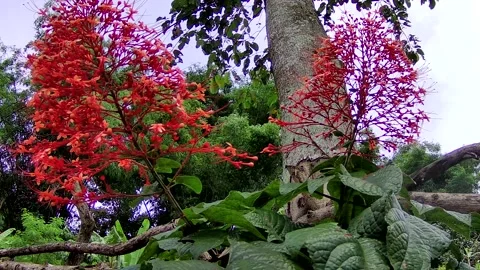 Red twin flowers Stock Footage 167799439