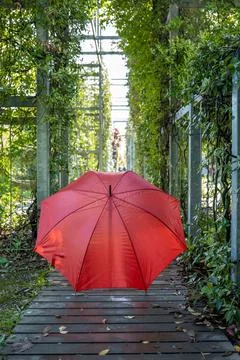 Red umbrella  Stock Photos