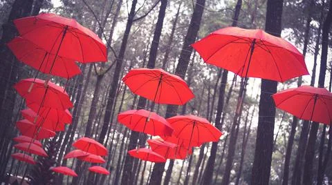Red umbrellas lined up against a backdrop of pine trees Stock-Fotos