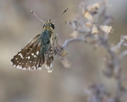 Red-underwing Skipper , Spialia setorius, from Gard France Stock Photos